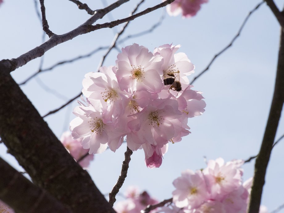 Kirschhain Blüten im Frühling