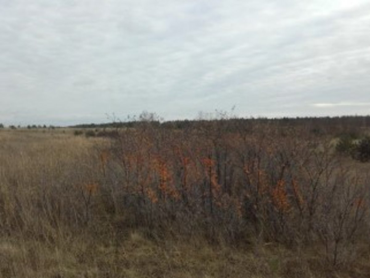 Plant Journals, Foto: Arvid Fromme