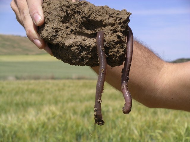 Wissenschaftler hält eine Bodenprobe mit Regenwürmern in der Hand