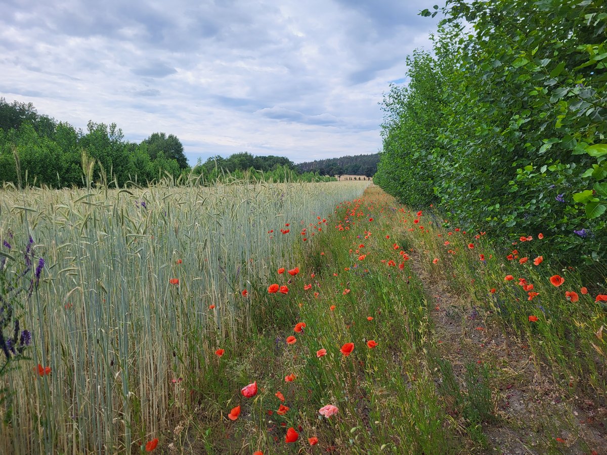 Field with poppy and tree strip