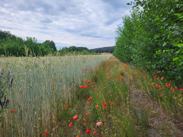 Ackerfläche mit Mohn- und Baumstreifen