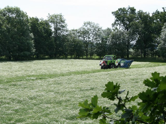Traktor bei der Kamillenernte