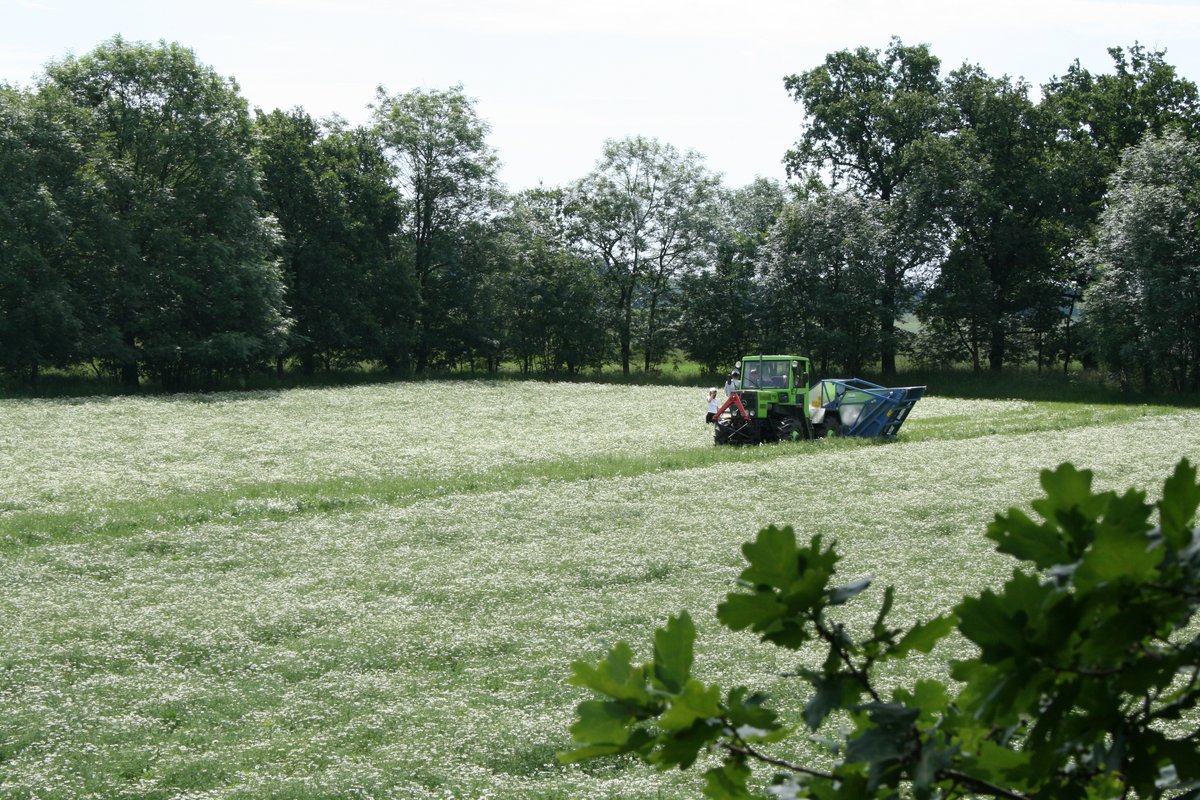 Traktor bei der Kamillenernte