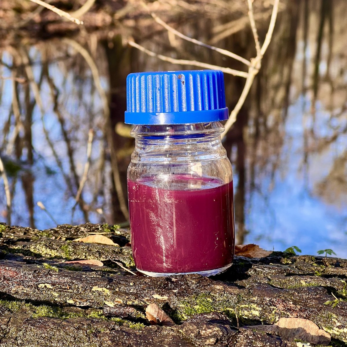Foto von Probenahmeflasche mit Schwefelpurpurbakterien