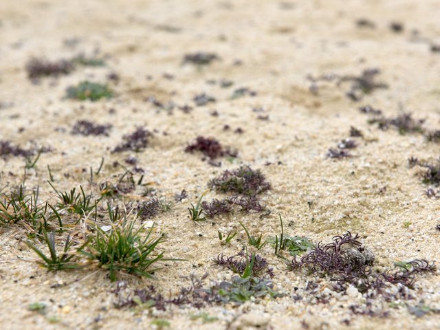 Nahaufnahme von sandigem Boden mit Pflanzenkeimling