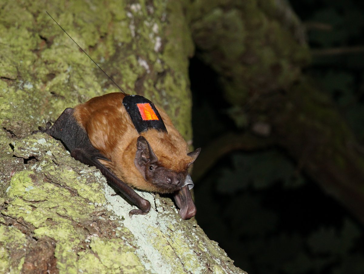 Fledermaus mit miniaturisiertem Trackingsensor auf dem Rücken