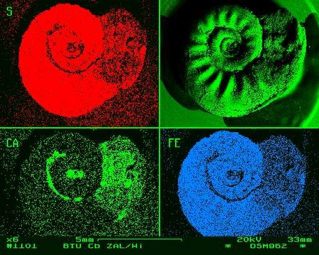 Ammonit mit EDX-Detektor