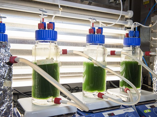 Spirulina-Kulturen in Bioreaktoren dem Algenbiotechnologie-Labor der BTU Cottbus-Senftenberg