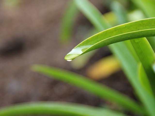 Grüne Pflanze mit Wassertropfen