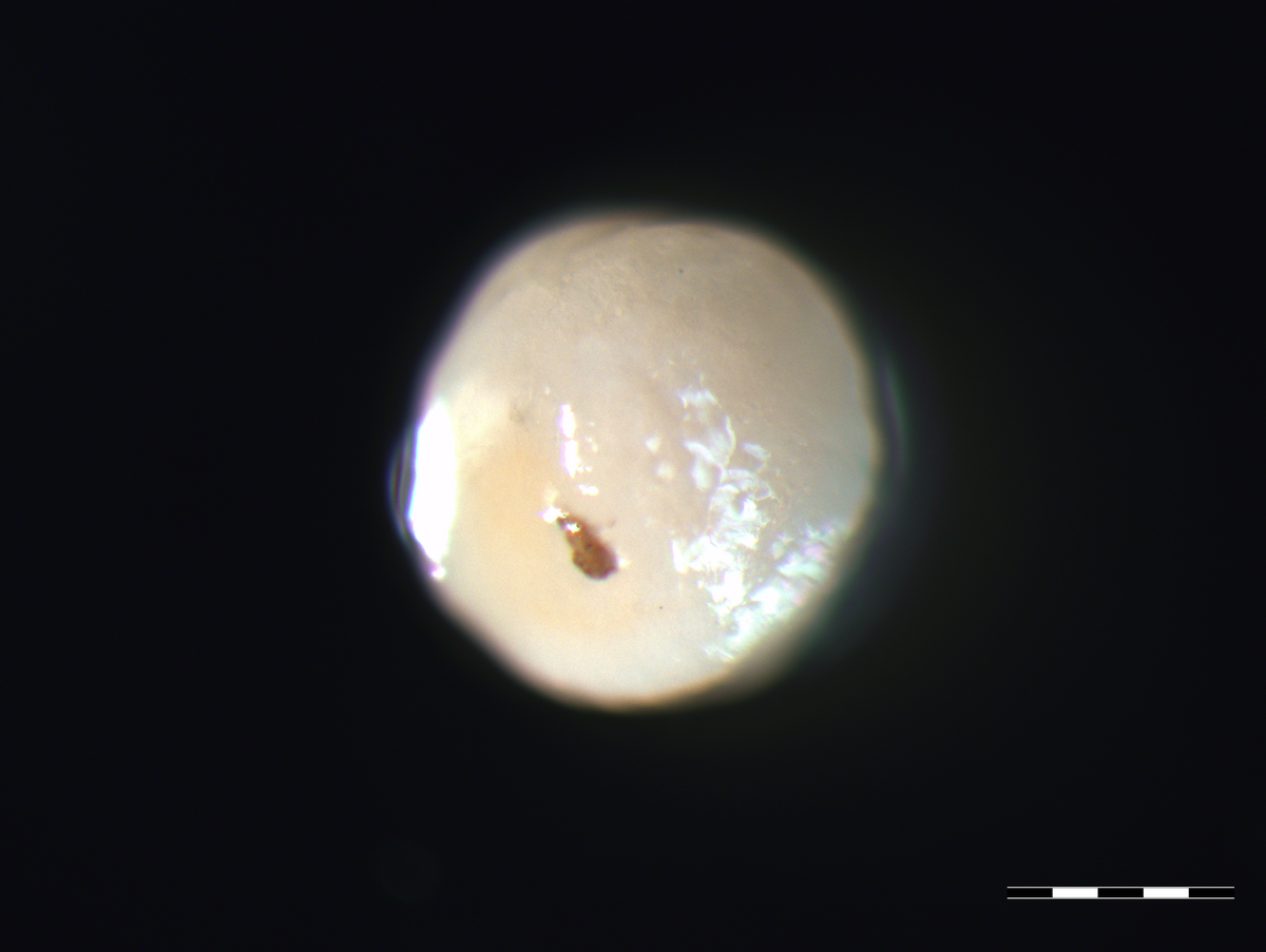 Microtissue in reflected light microscope 