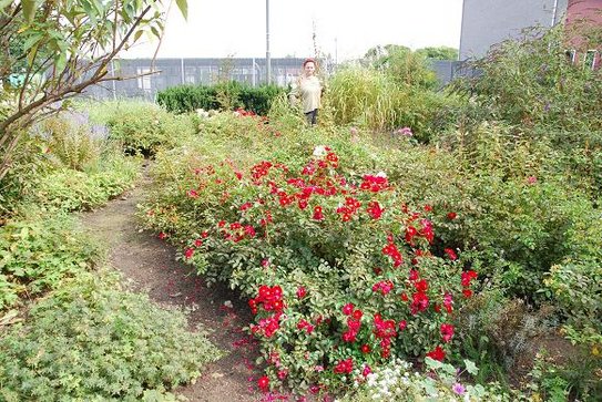 Rosenbeet im Fakultätsgarten