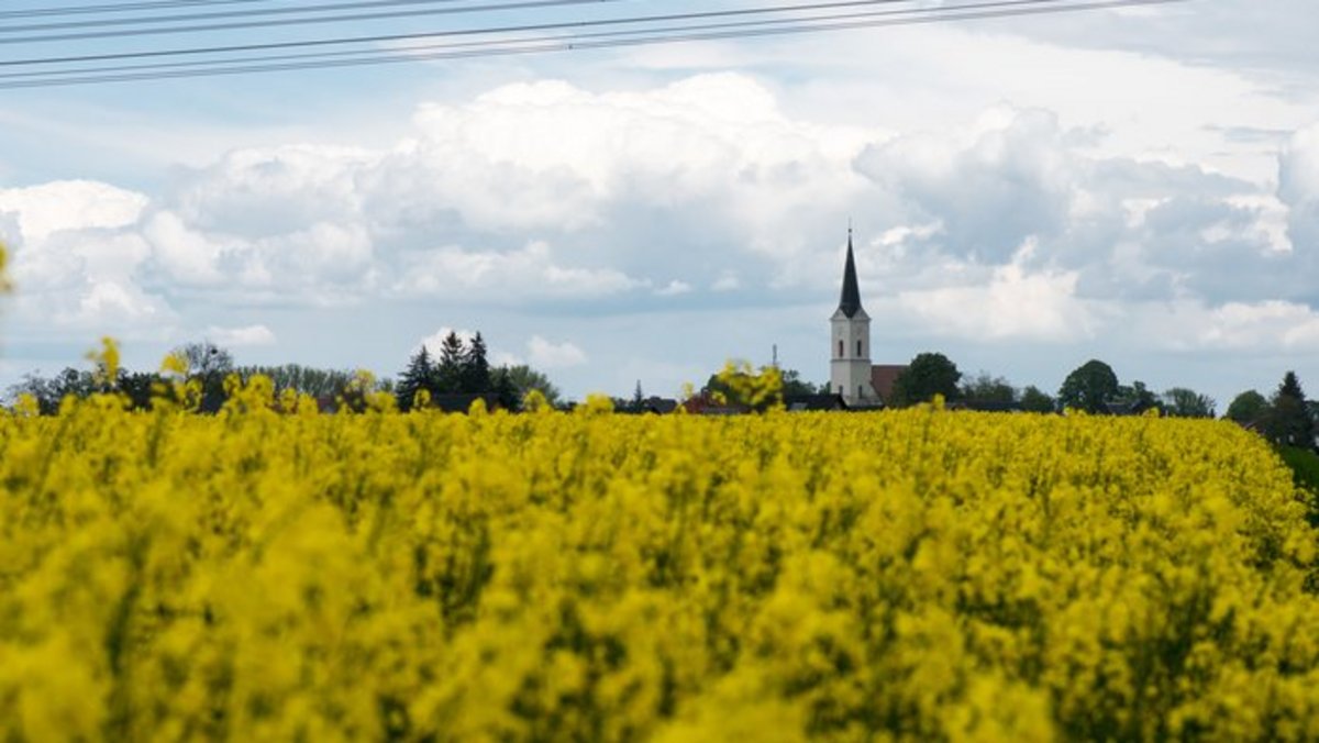 Das Foto zeigt ein blühnedes Rapsfeld und im Hintergund die Silhouette eines Dorfes mit Kirchturmspitze.