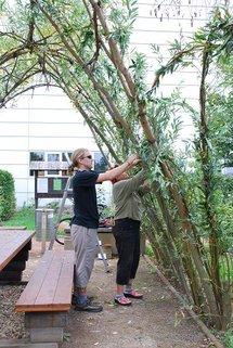 Einflechten der langen Triebe des Weidendoms, damit er dichter wird