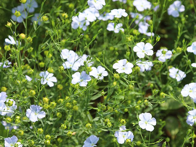 Faserlein-Pflanzen mit weißen Blüten