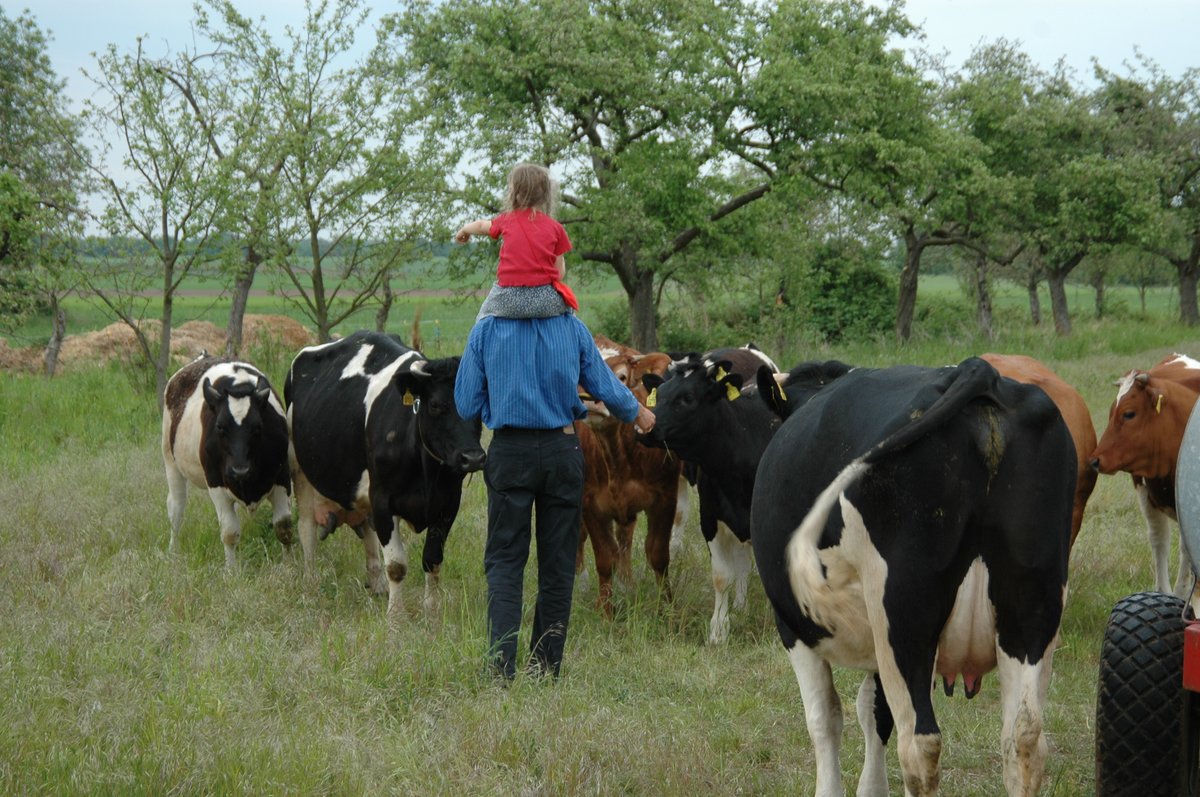 Soziale Landwirtschaft Erwachsener mit Kind bei Kühen auf der Wiese