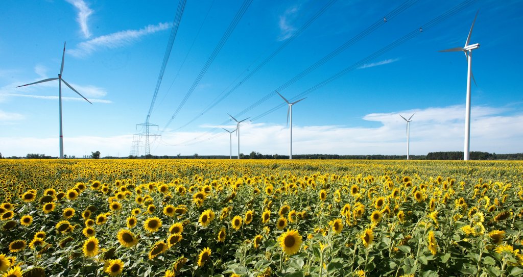 Am Rande eines Feldes blühender Sonnenblumen, über das Sromleitungen führen, stehen zahlreiche Windkraftanlagen. Foto: Ralf Schuster