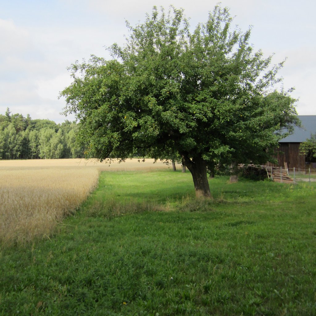 Formen alternativer Landwirtschaft in der Lausitz Formen alternativer Landwirtschaft in der Lausitz