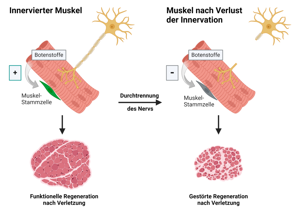 Grafik zur Publikation