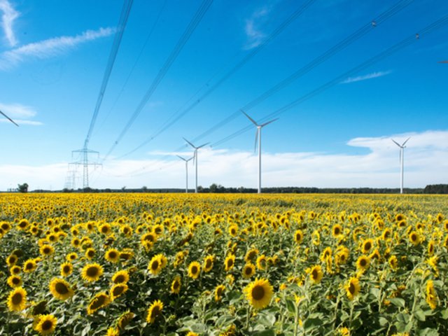 Sonnenblumenfeld mit Windrädern