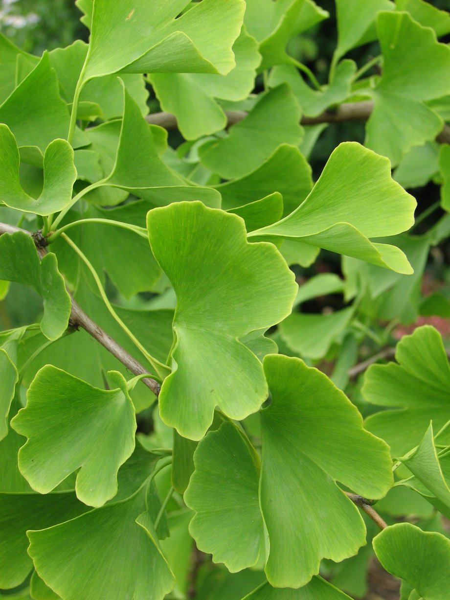 Ginkgo (Ginkgo biloba); Foto: R. Grube