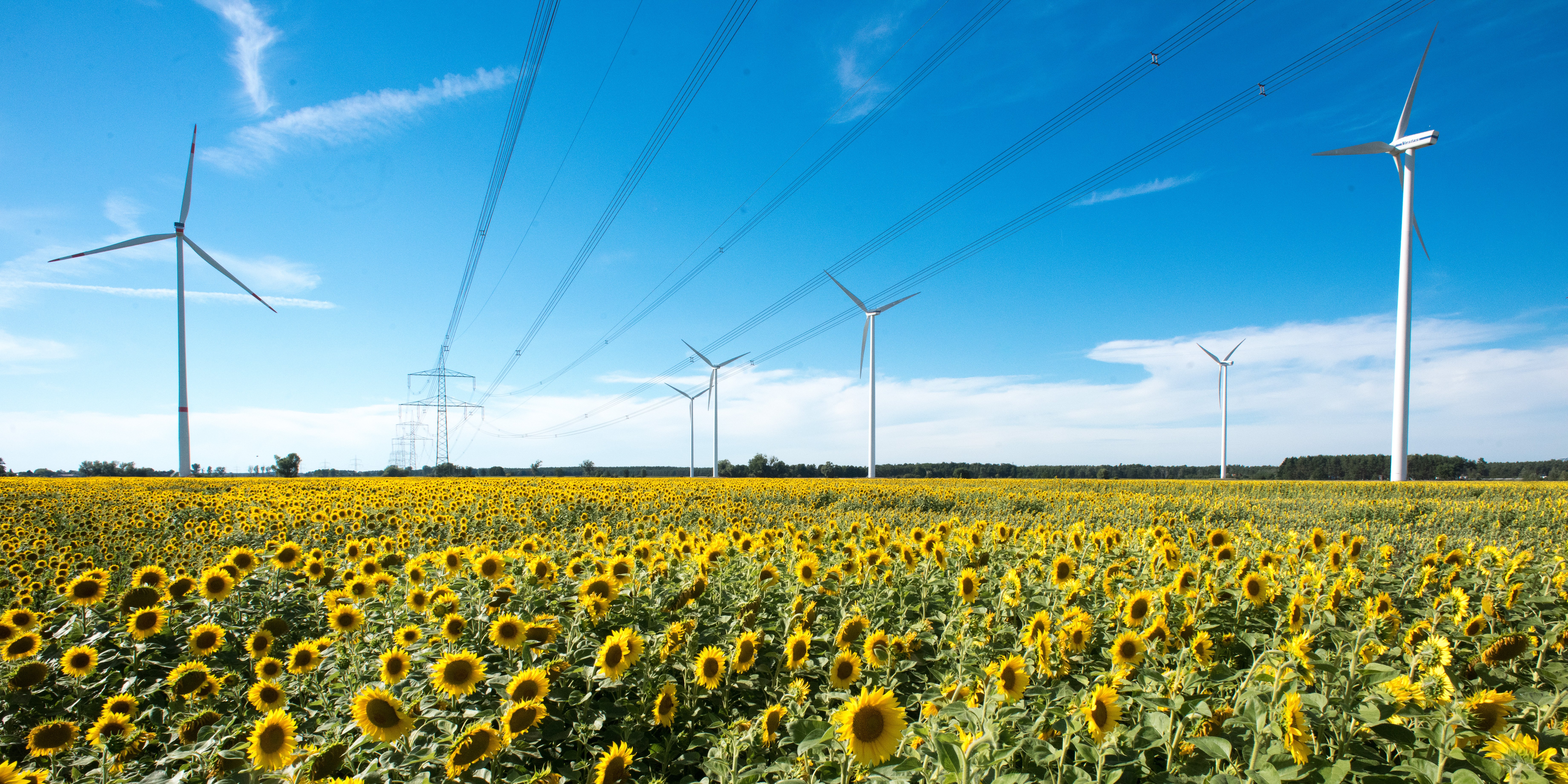 Über ein blühendes Sonnenblumenfeld spannt sich eine Hochspannungsleitung. Danneben stehen Windräder.