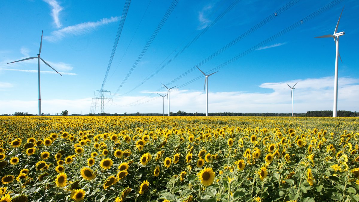 Über ein blühendes Sonnenblumenfeld spannt sich eine Hochspannungsleitung. Danneben stehen Windräder.