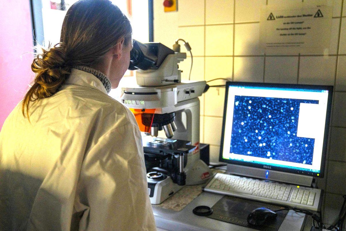 Schülerin beim Mikroskopieren.