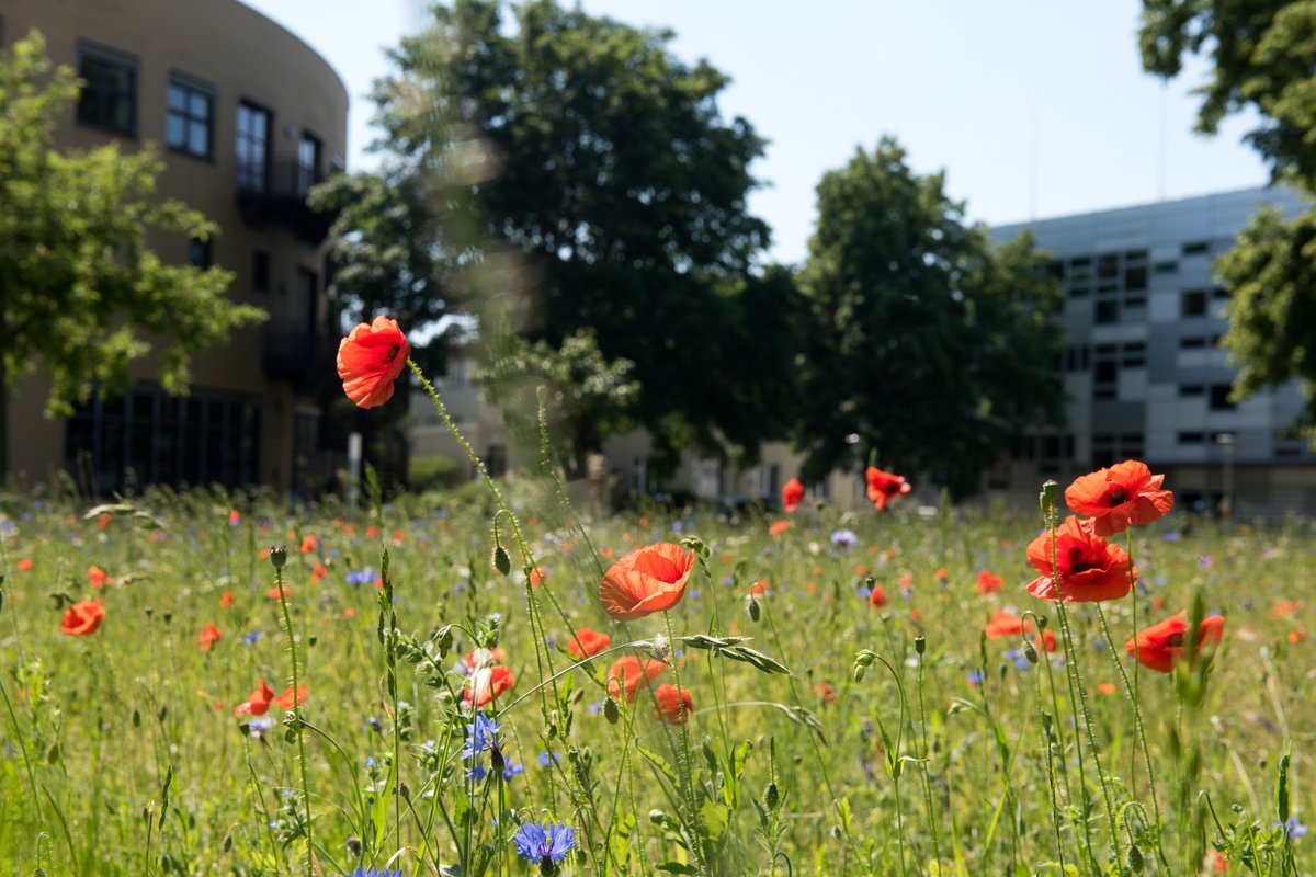 Blumenwiese auf dem Campusgelände 