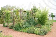 Die Pergola wurde mit Blauregen, Clematis, Baumwürger und Kletterrosen bepflanzt, im Vordergrund Storchschnabel und Bambus