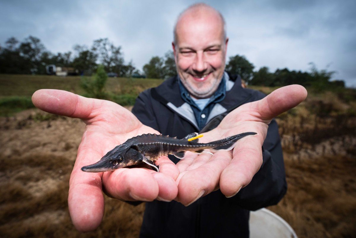 Dr. Jörn Geßner presents a young sturgeon.