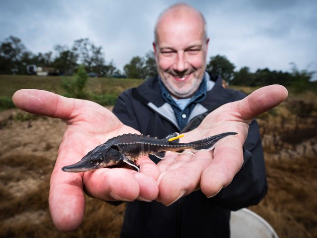 Dr. Jörn Geßner presents a young sturgeon.