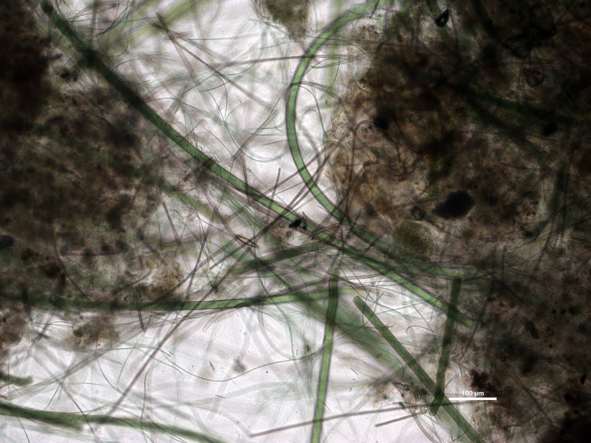 Lichmikroskopisches Bild von fädigen Cyanobakterien (Blaualgen), wahrscheinlich Oszillatoria