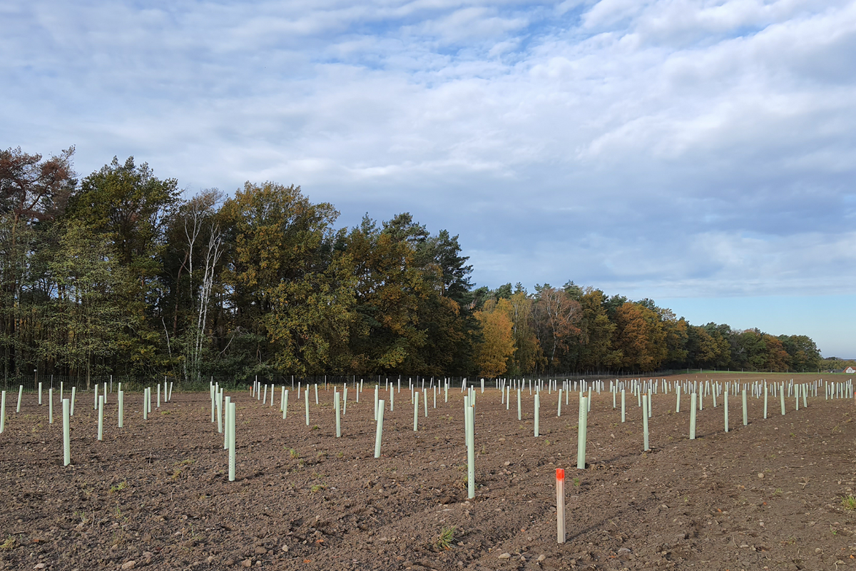 Truffle plantation