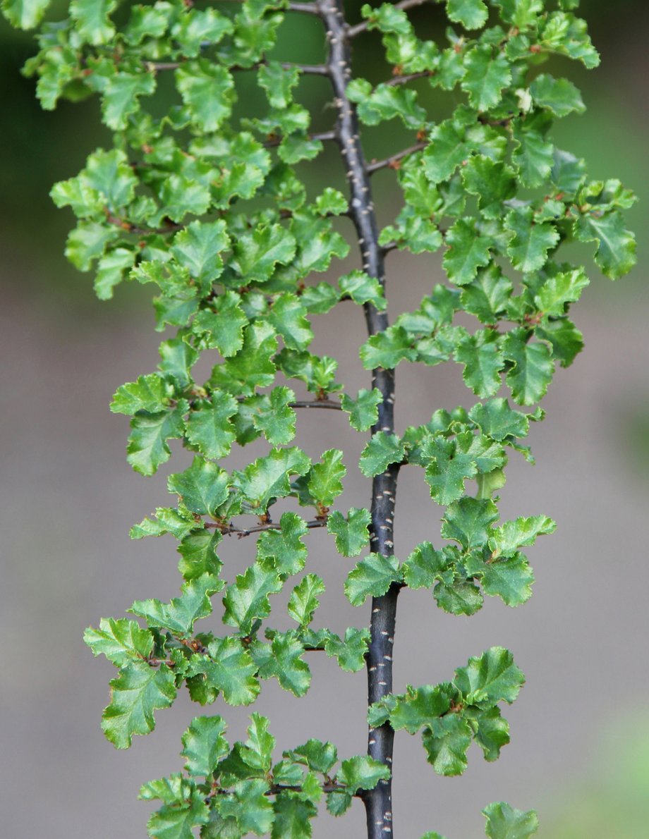 Südliche Scheinbuche (Nothofagus antarctica); Foto: R. Grube