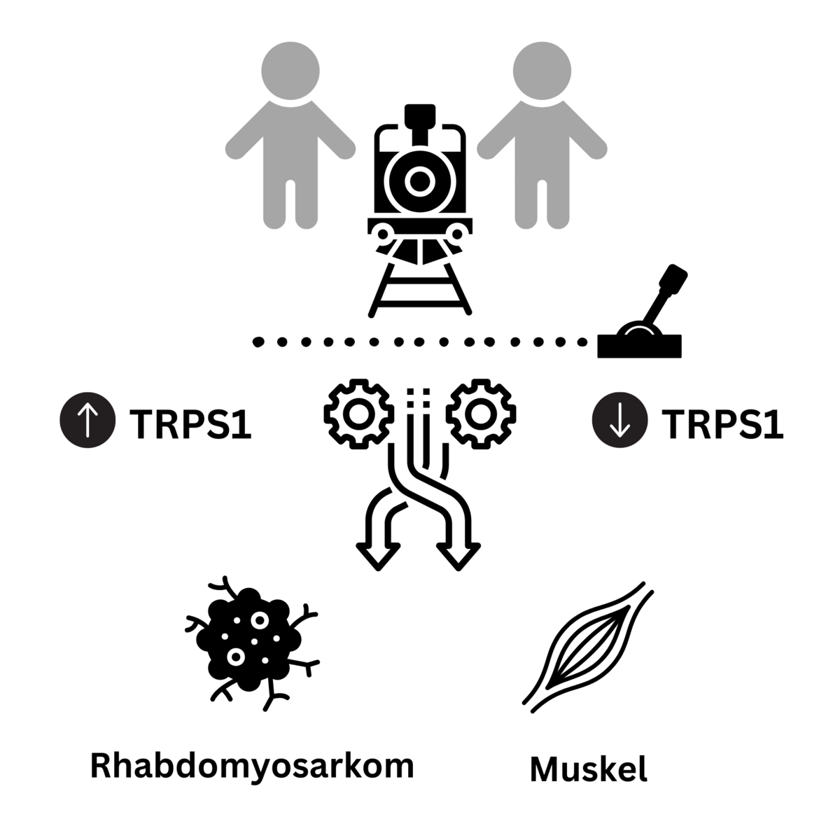 Grafik Wirkweise TRPS1 Protein