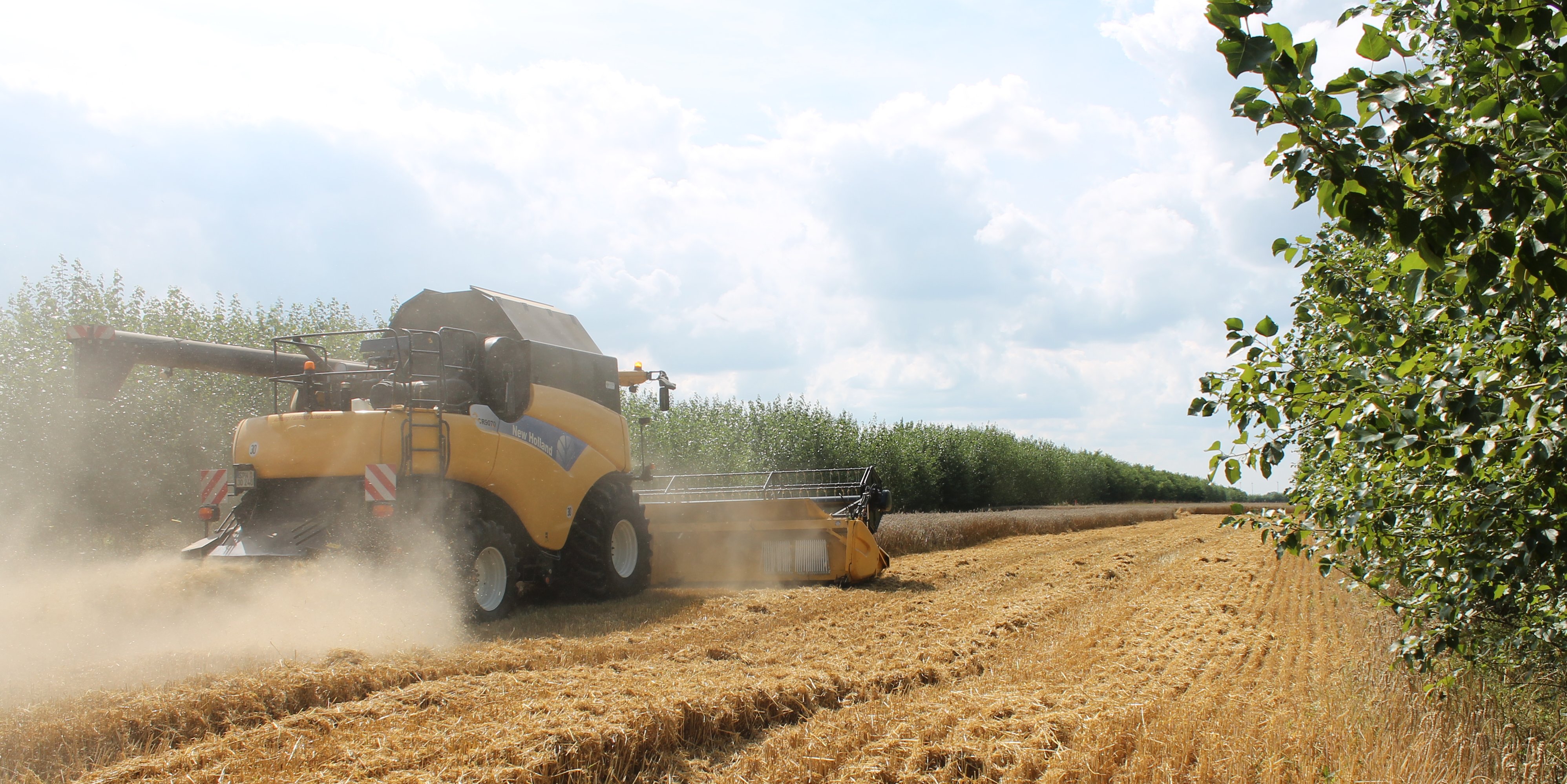 Combine harvester in harvesting a field in the middle of a mixed crop