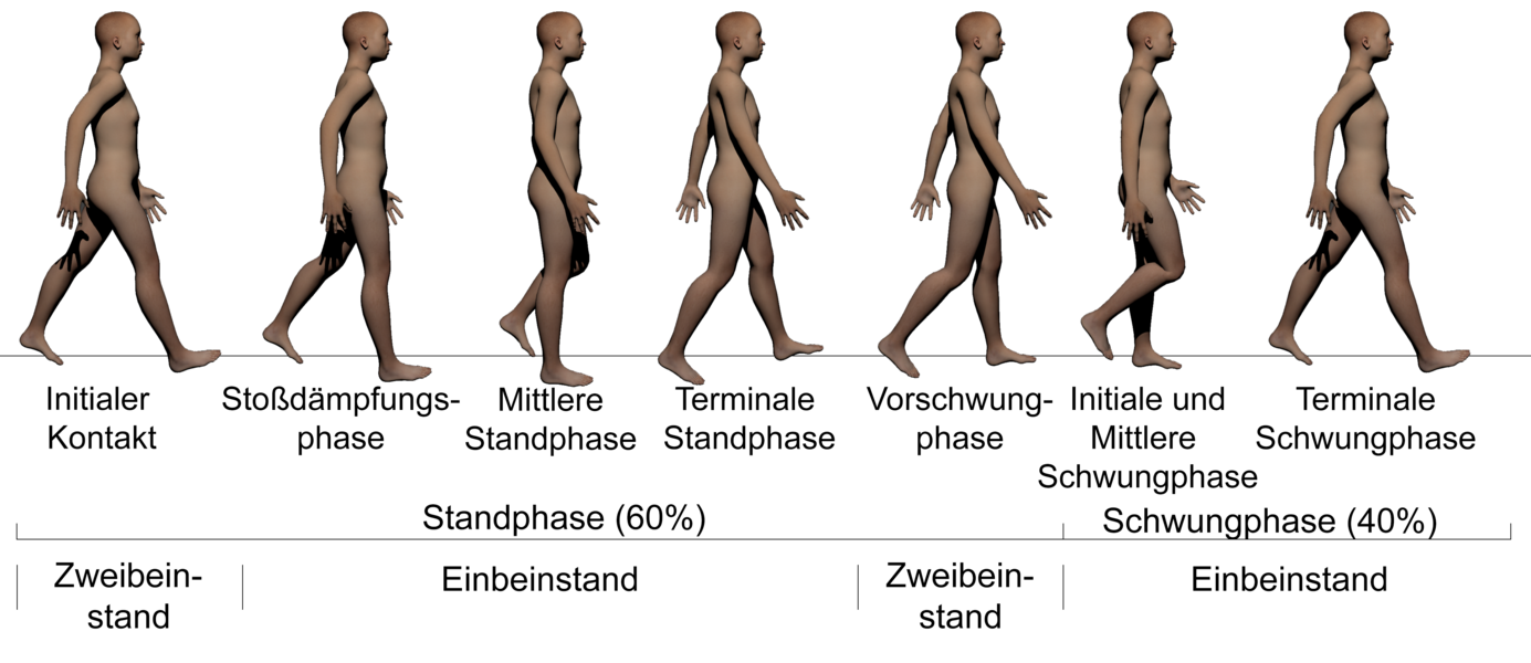 Wie sieht ein gesundes Gangbild aus?