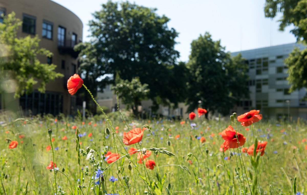 Das Foto zeigt eine Blumenwiese mit Mohn. Im Hintergund ist das Hörsaalgebäude Konrad Zuse zu sehen.