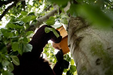 Nest box at a tree on campus Sachsendorf