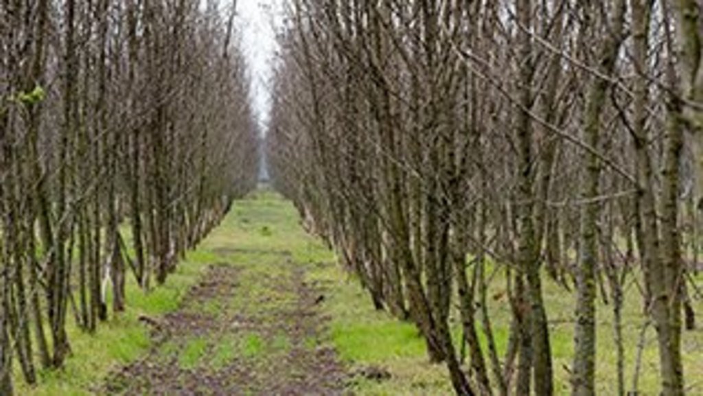 cultivation of herbs such as cress and trees such as poplars on an agroforestry area