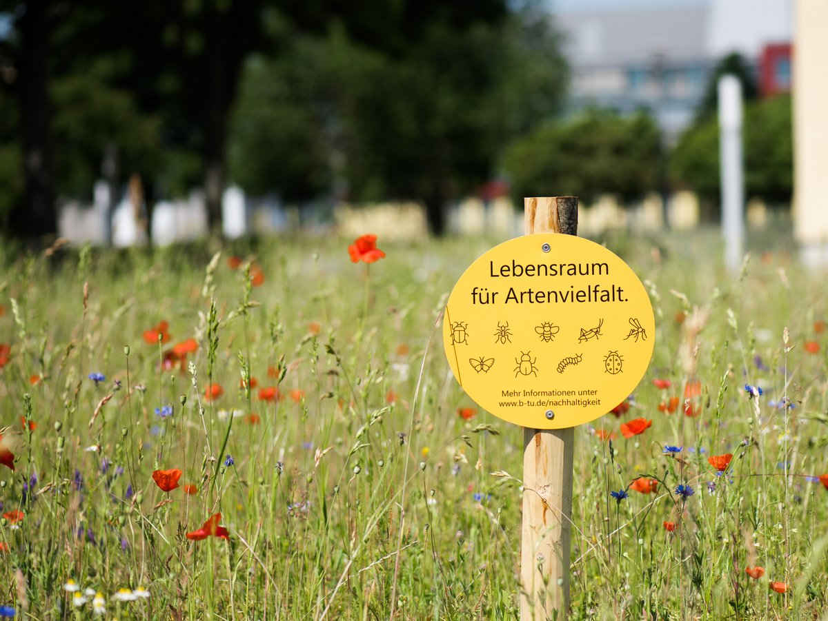 Wildblumenwiese am Campus Senftenberg