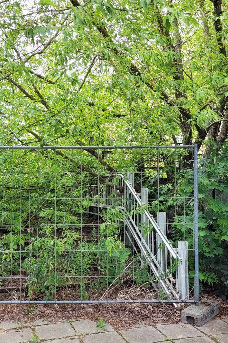Treppenaufgang mit Büschen überwachsen