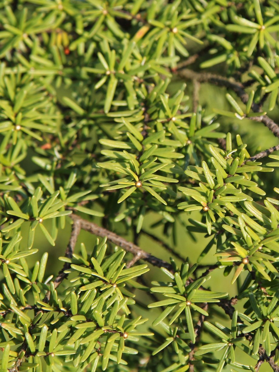 Kanadische Hemlocktanne (Tsuga canadensis); Foto: R. Grube