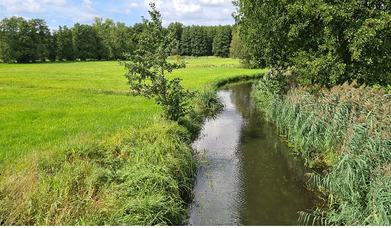 Grünlandfläche am Buschgraben 