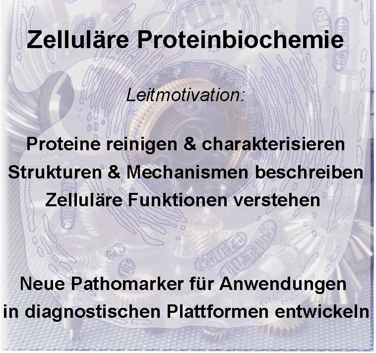 Zelluläre Proteinbiochemie, Leitmotivation