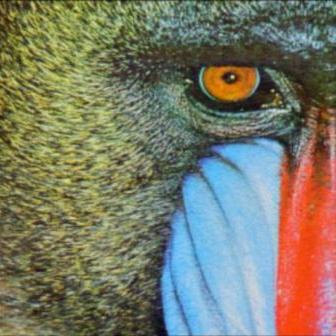 Abb. 4: Ausschnitt aus „Baboon“; oben: einfacher Diamantskalierer, unten: Diamantskalierer mit nichtlinearer Kantenanschärfung.