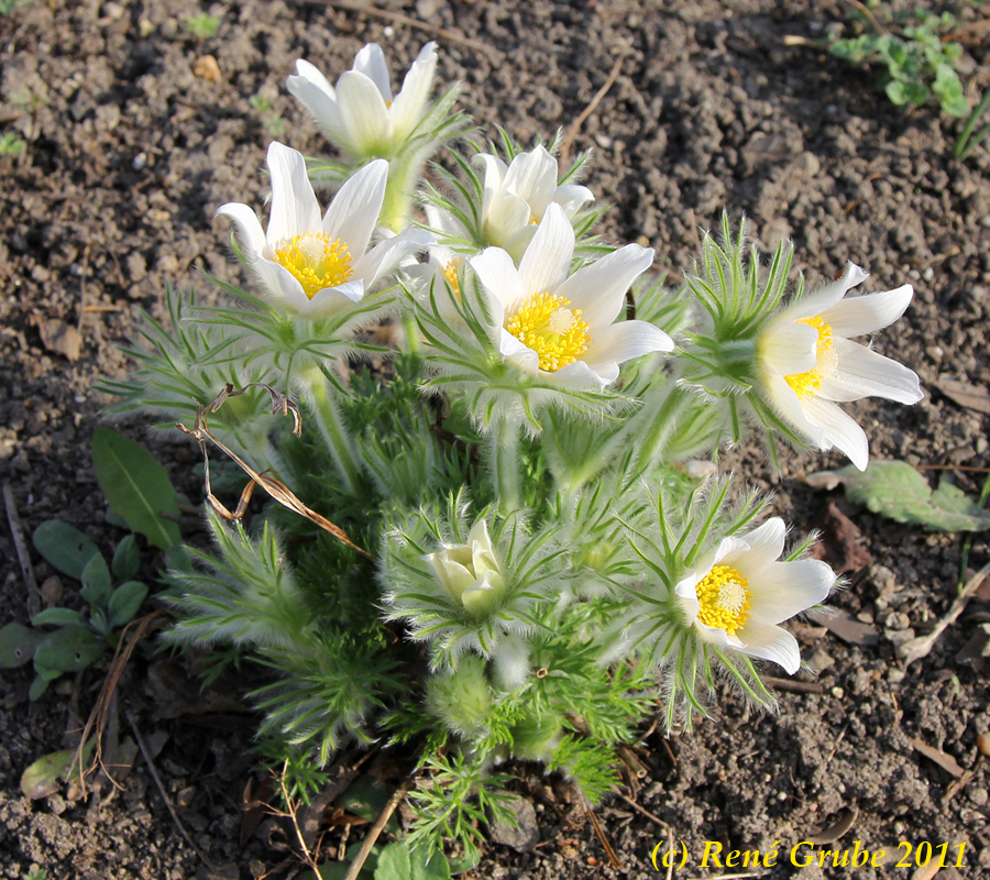 Gewöhnliche Kuhschelle (Pulsatilla vulgaris) – Hahnenfußgewächse; Foto: R. Grube