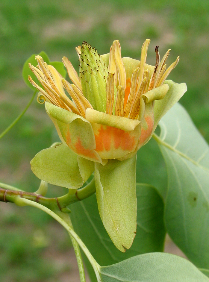 Amerikanischer Tulpenbaum (Liriodendron tulipifera); Foto: R. Grube