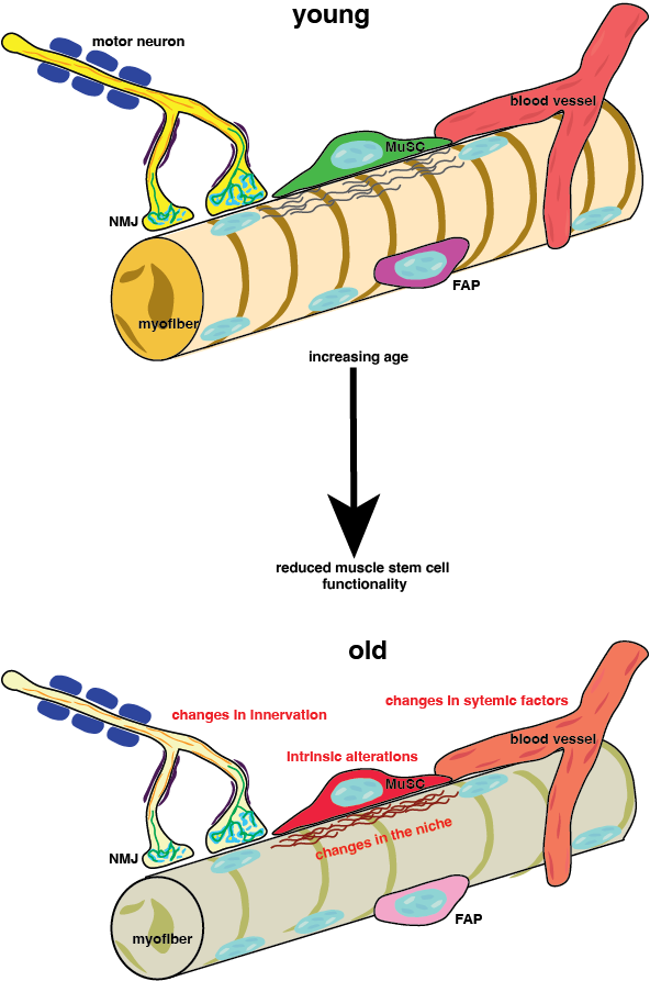 Changes in muscle stem cells with age