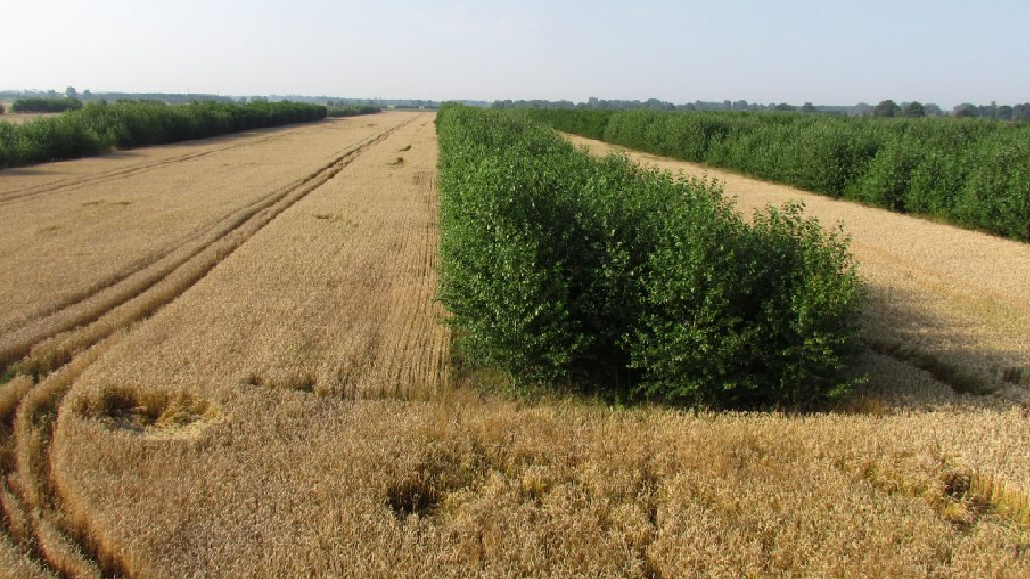Agroforstsysteme
